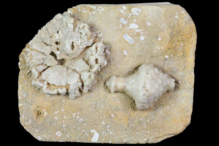 Fossil Crinoids (Uperocrinus & Physetocrinus) - Missouri #80803